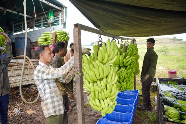 Madhya Pradesh gains visibility in global agri-export market