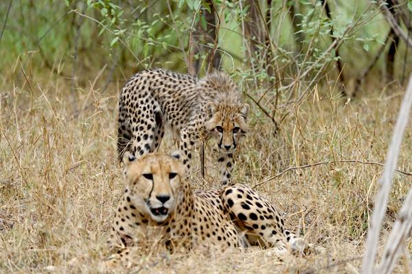 Union and State Governments Script Wildlife Conservation History