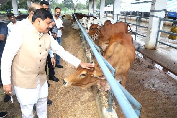 राज्य सरकार गौ-पालन को लाभ का धंधा बनाने के लिए प्रतिबद्ध : मुख्यमंत्री डॉ. यादव
