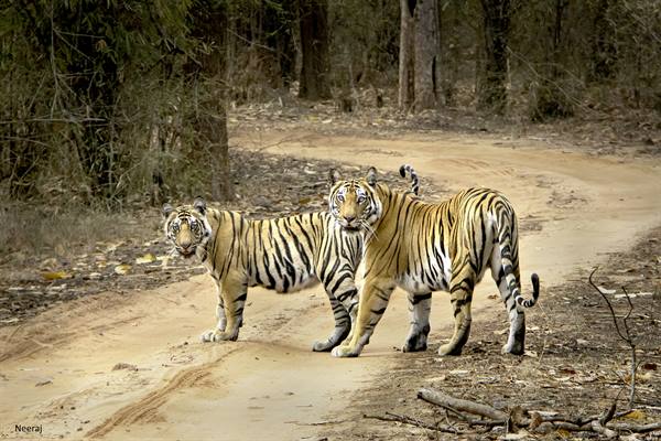 Madhya Pradesh: Tigers have chosen a picturesque natural home